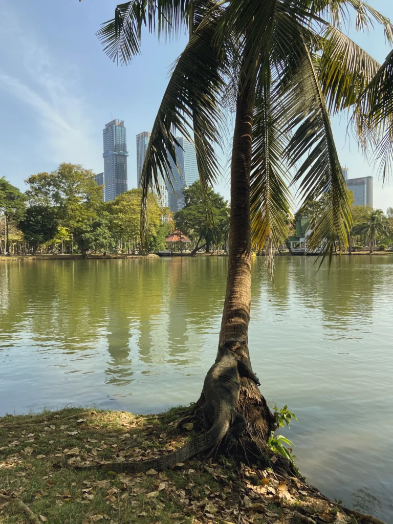 Der wunderschöne Lumphini Park mit Aussicht auf die vielen Hochhäuser