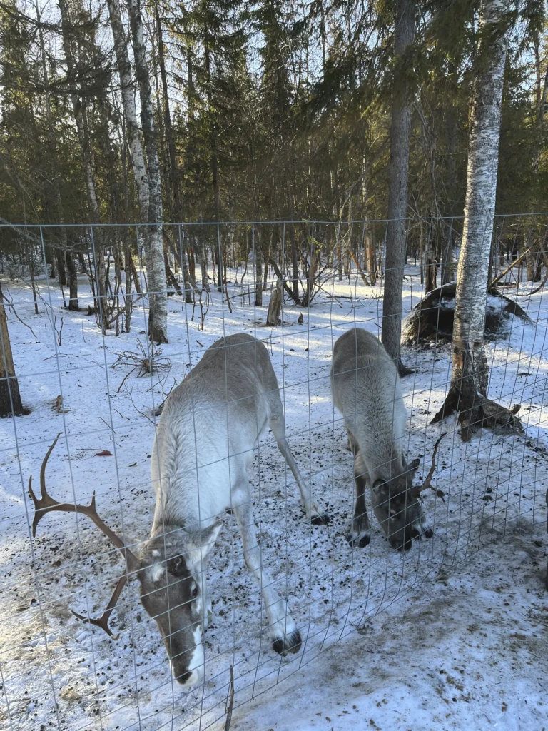 Finnisch Lappland: Rentiere beim Galaxy Nova