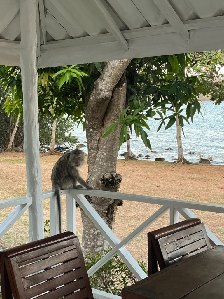 Koh Chang: Siam Bay Affenbesuch